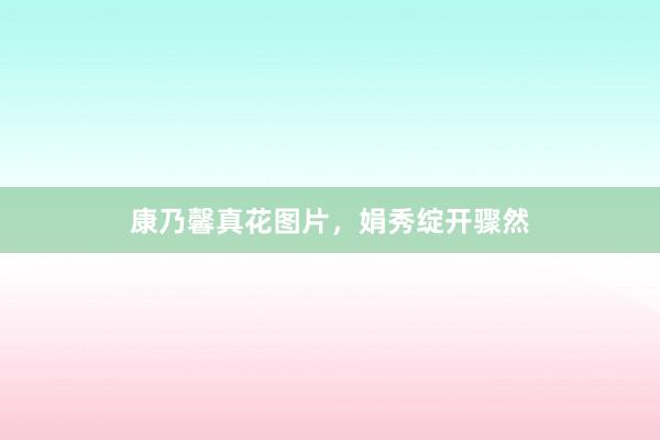 康乃馨真花图片，娟秀绽开骤然